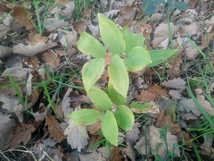 Polygonatum odoratum