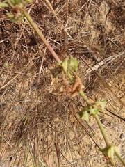 Rumex spinosus