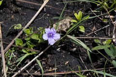 Ruellia cordata
