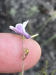 Nemesia diffusa