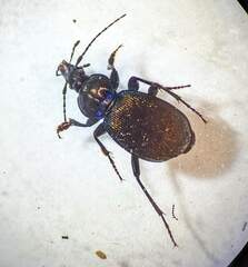 Sphaeroderus stenostomus lecontei