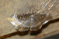 Cyclidia orciferaria