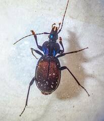 Sphaeroderus