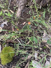 Chorizema diversifolium