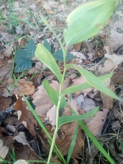 Polygonatum odoratum