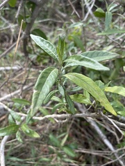 Metarungia longistrobus