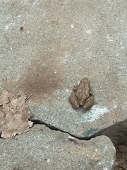 Microhyla
