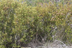 Leucadendron muirii