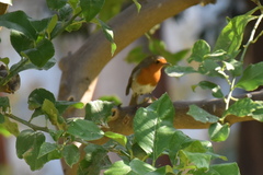 Erithacus rubecula