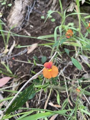 Chorizema diversifolium