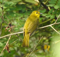 Iole indica