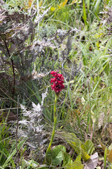 Satyrium rhodanthum