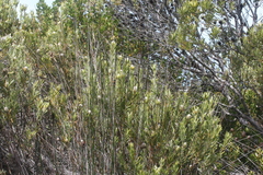 Leucadendron meridianum