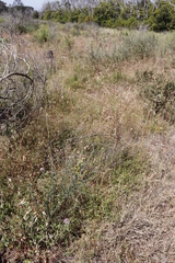 Aspalathus divaricata divaricata