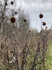 Echinops sphaerocephalus