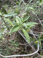 Metarungia longistrobus