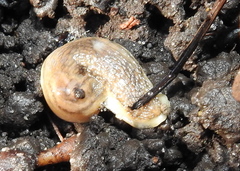Arion fasciatus