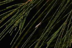 Allocasuarina torulosa