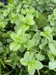 Mentha × piperita