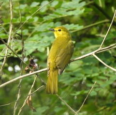 Iole indica