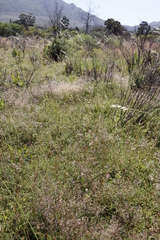 Aspalathus divaricata divaricata