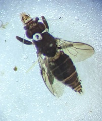 Sphaeroceridae