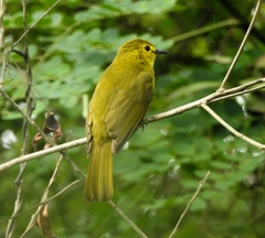 Iole indica