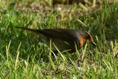 Erithacus rubecula