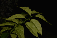 Citrus