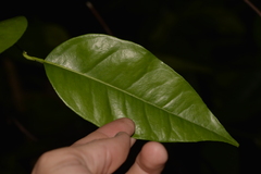 Citrus