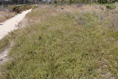 Aspalathus divaricata divaricata