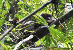 Prolemur simus