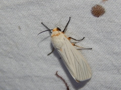 Ustjuzhania lineata