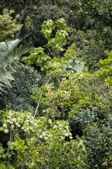Seemannaralia gerrardii