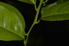 Citrus