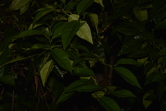 Citrus