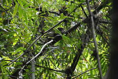 Prolemur simus