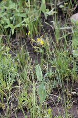 Senecio bupleuroides