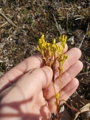 Solidago ohioensis
