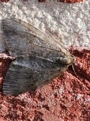 Epirrita dilutata