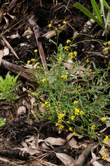 Senecio polyanthemoides