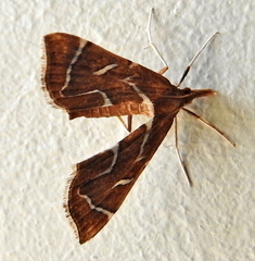 Panotima angularis