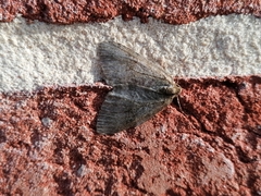 Epirrita dilutata