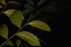 Glochidion ferdinandi