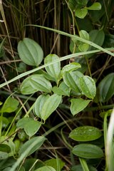 Smilax anceps