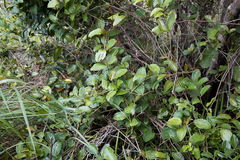 Smilax anceps