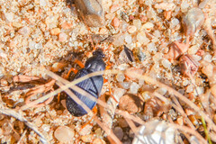 Chlaenius laticollis