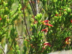 Erica discolor