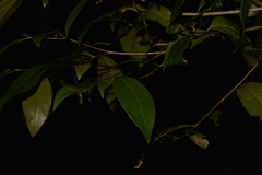 Glochidion ferdinandi