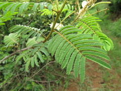 Senegalia caffra
